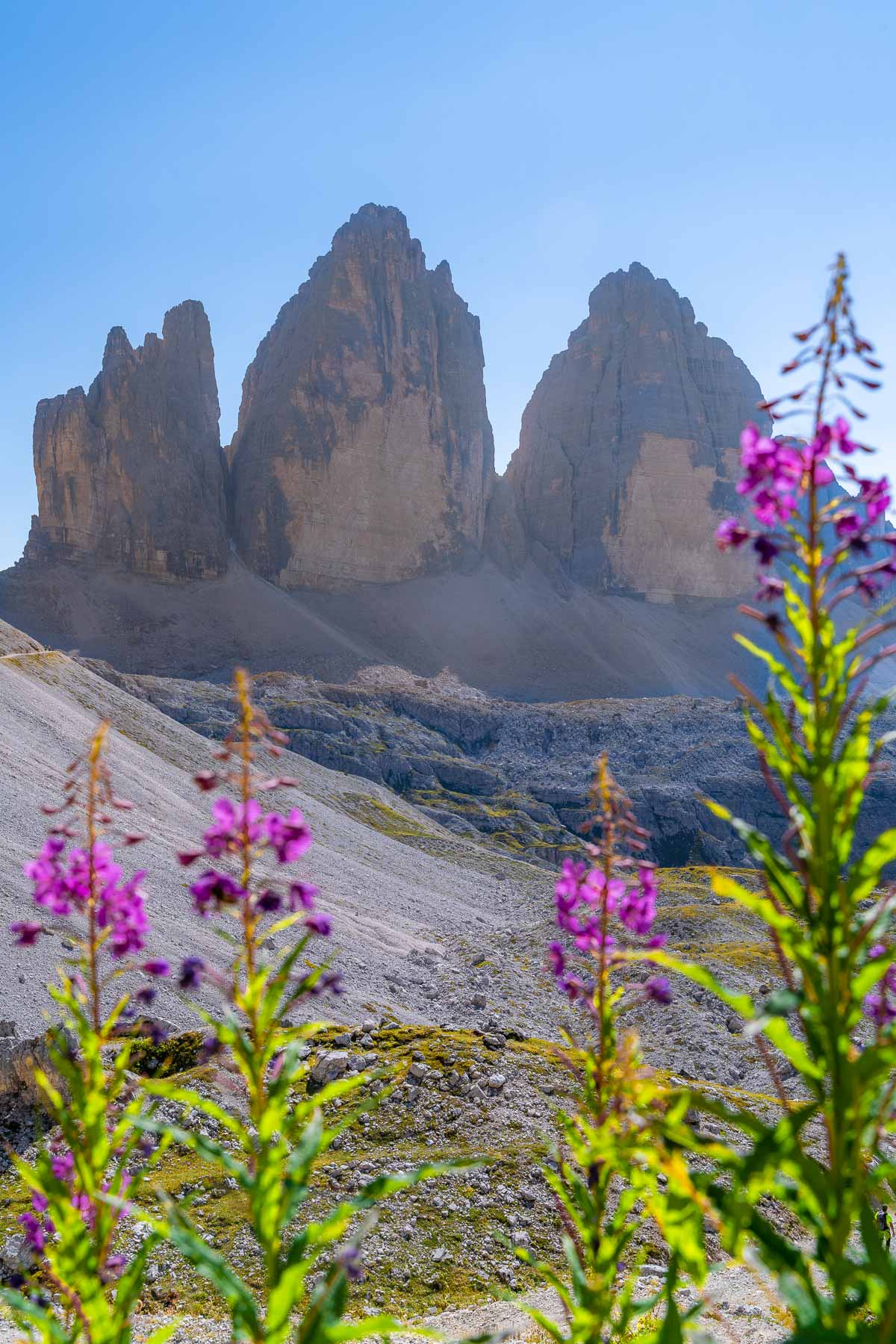 Tre Cime di Lavaredo with purple flowers in the foreground