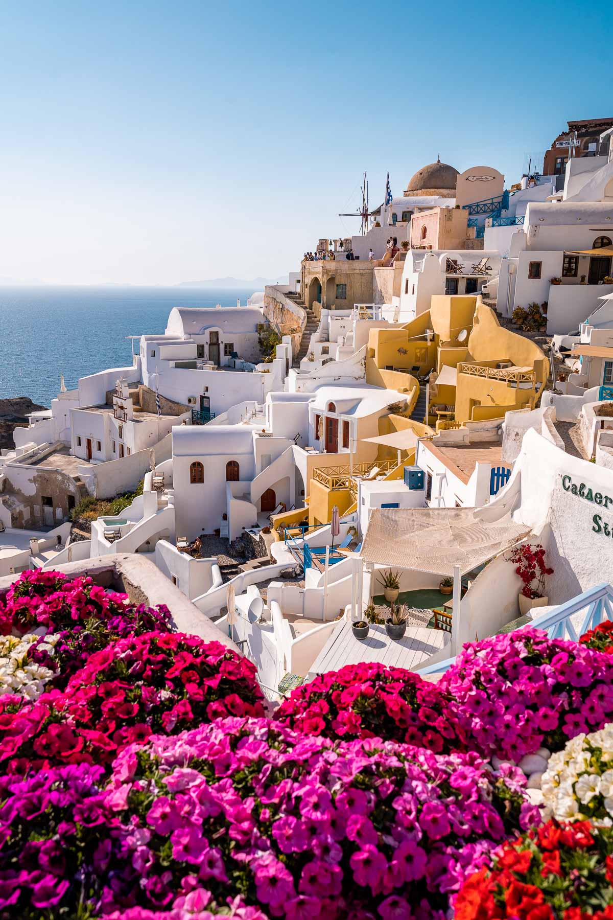 Oia, Santorini with pink flowers in the foreground