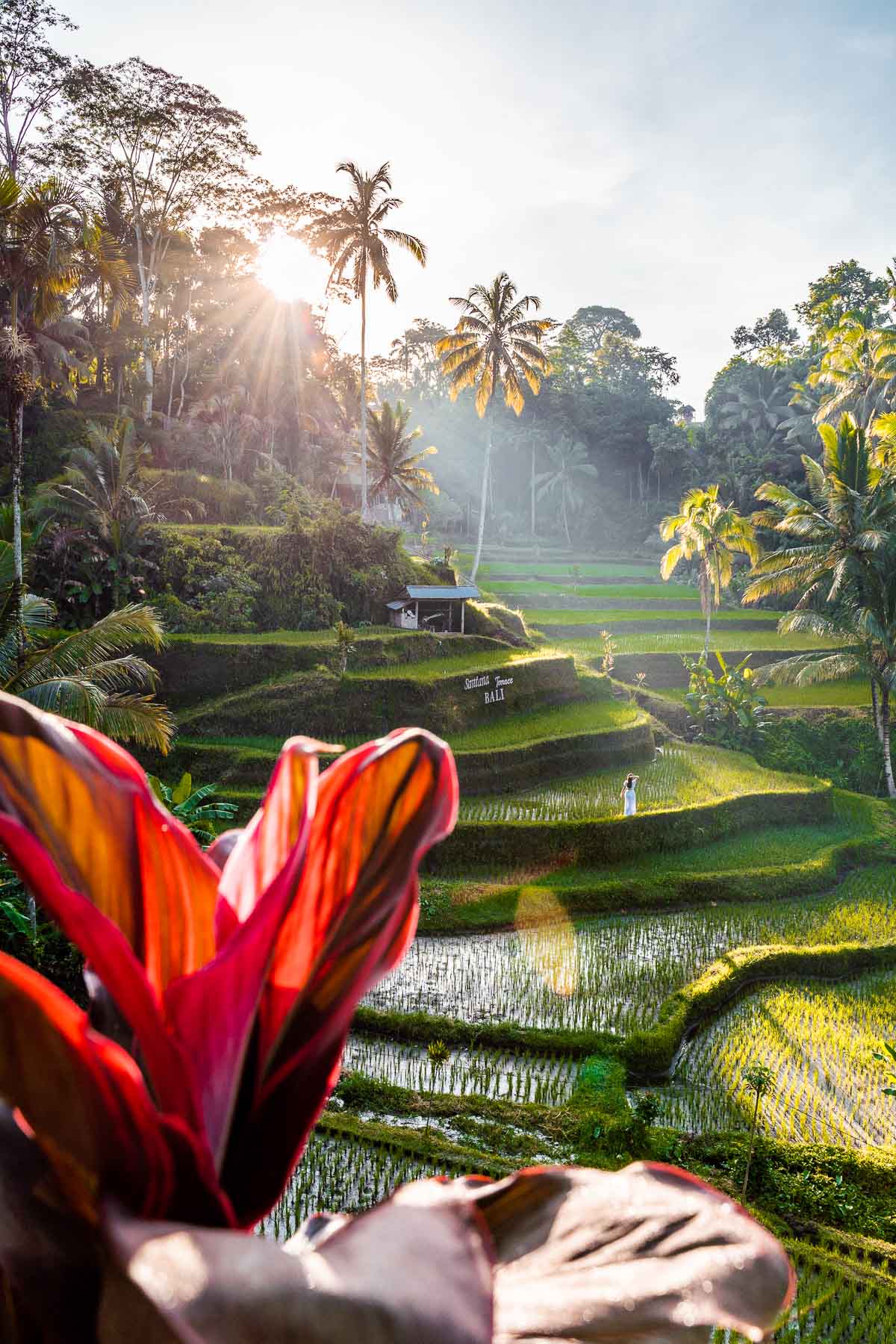 Sunrise at Tegallalang Rice Terraces, Bali