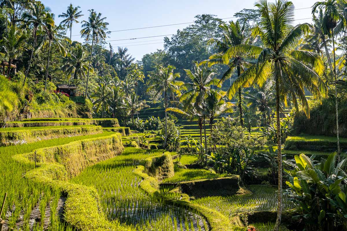 Lush green palm trees at Tegallalang Rice Terraces in Bali