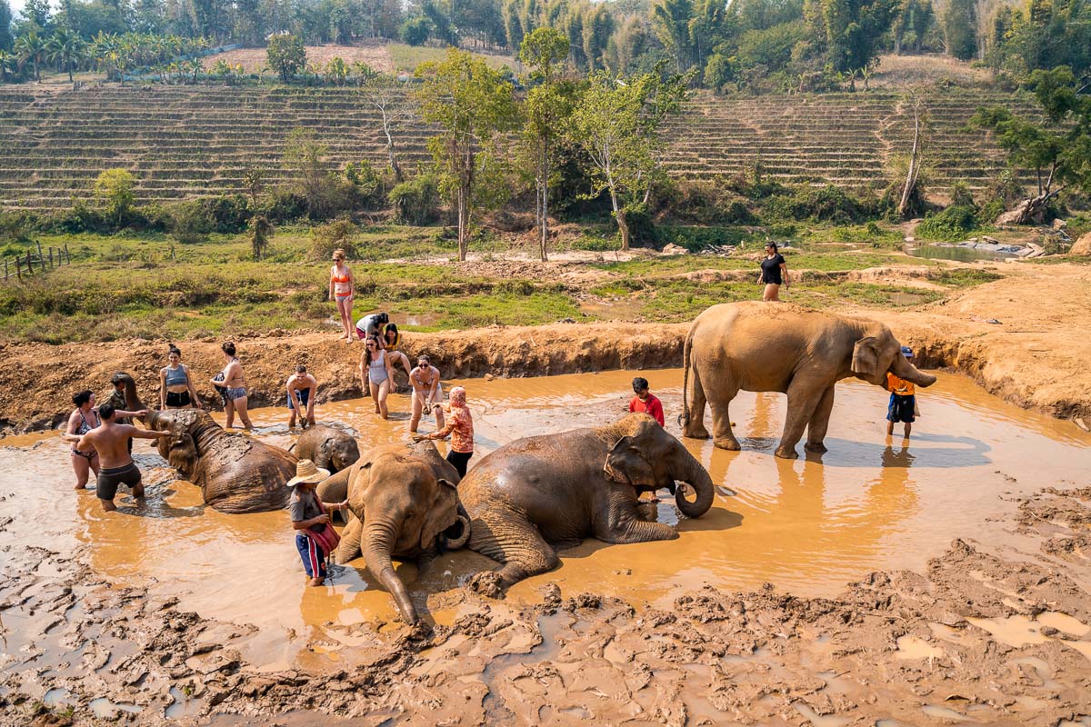 Mud bathing with the elephants at Elephant Jungle Sanctuary Chiang Mai