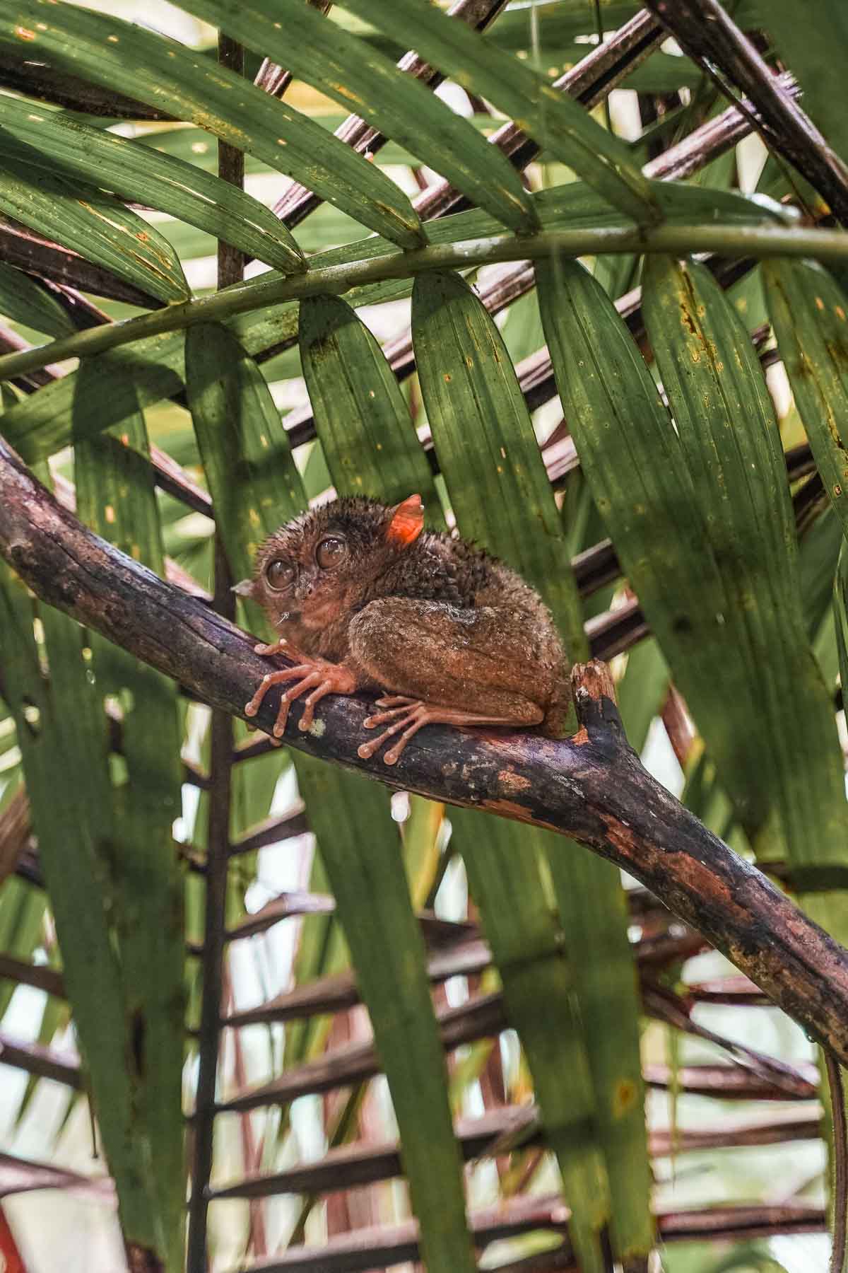 Cute looking tarsier in the Tarsier Sanctuary in Bohol, Philippines
