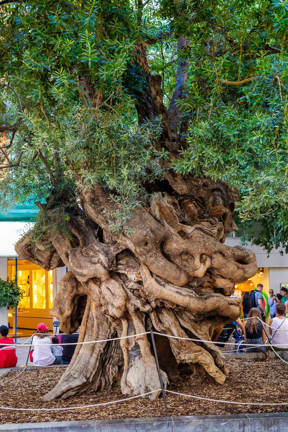 Ancient Olive Tree at Placa de Cort in Palma de Mallorca