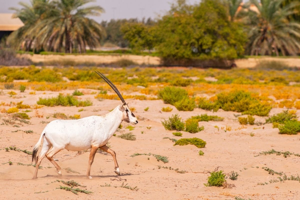 Arabian oryxes in Dubai Desert Conservation Reserve