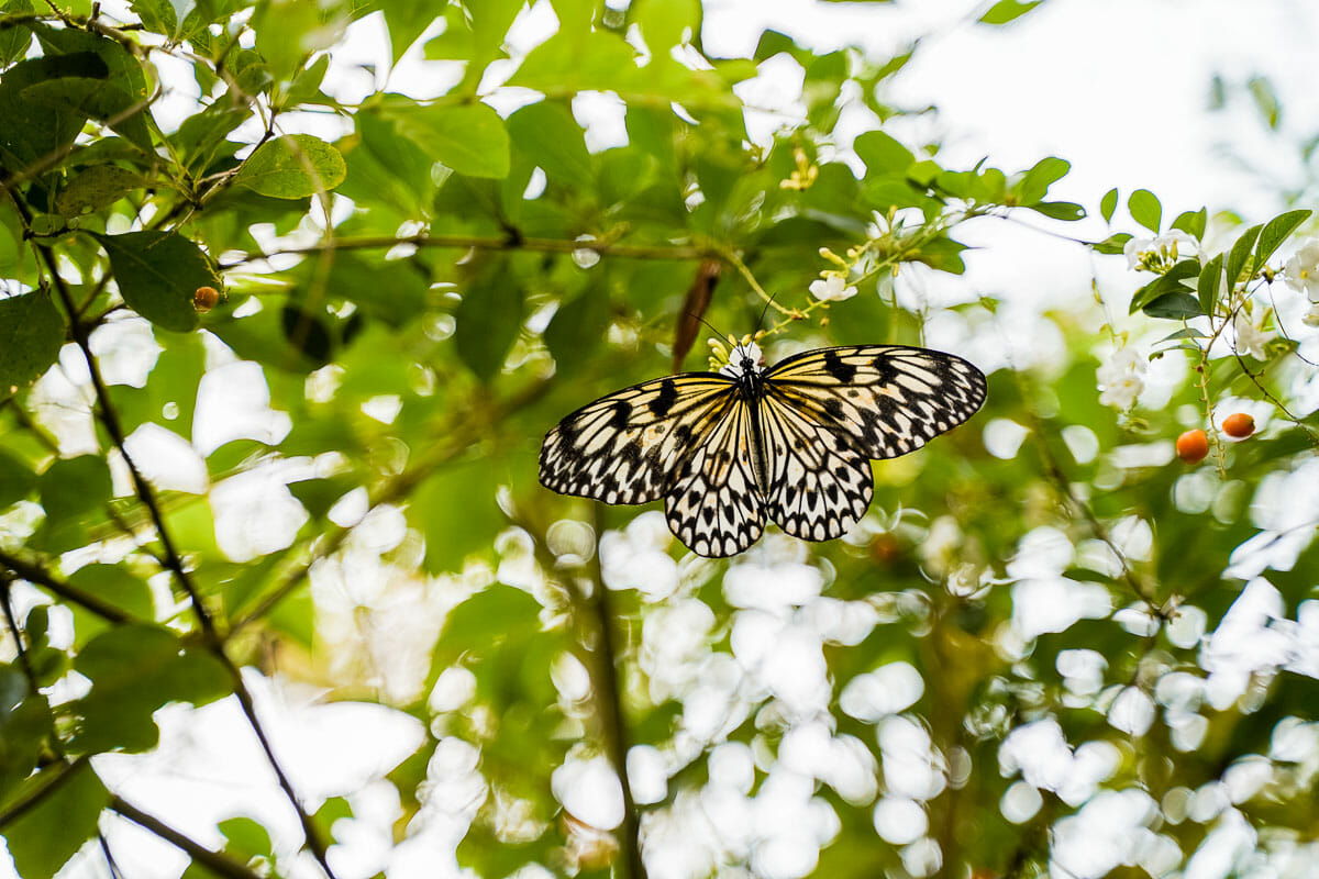 Habitat Butterflies Conservation Center Bohol