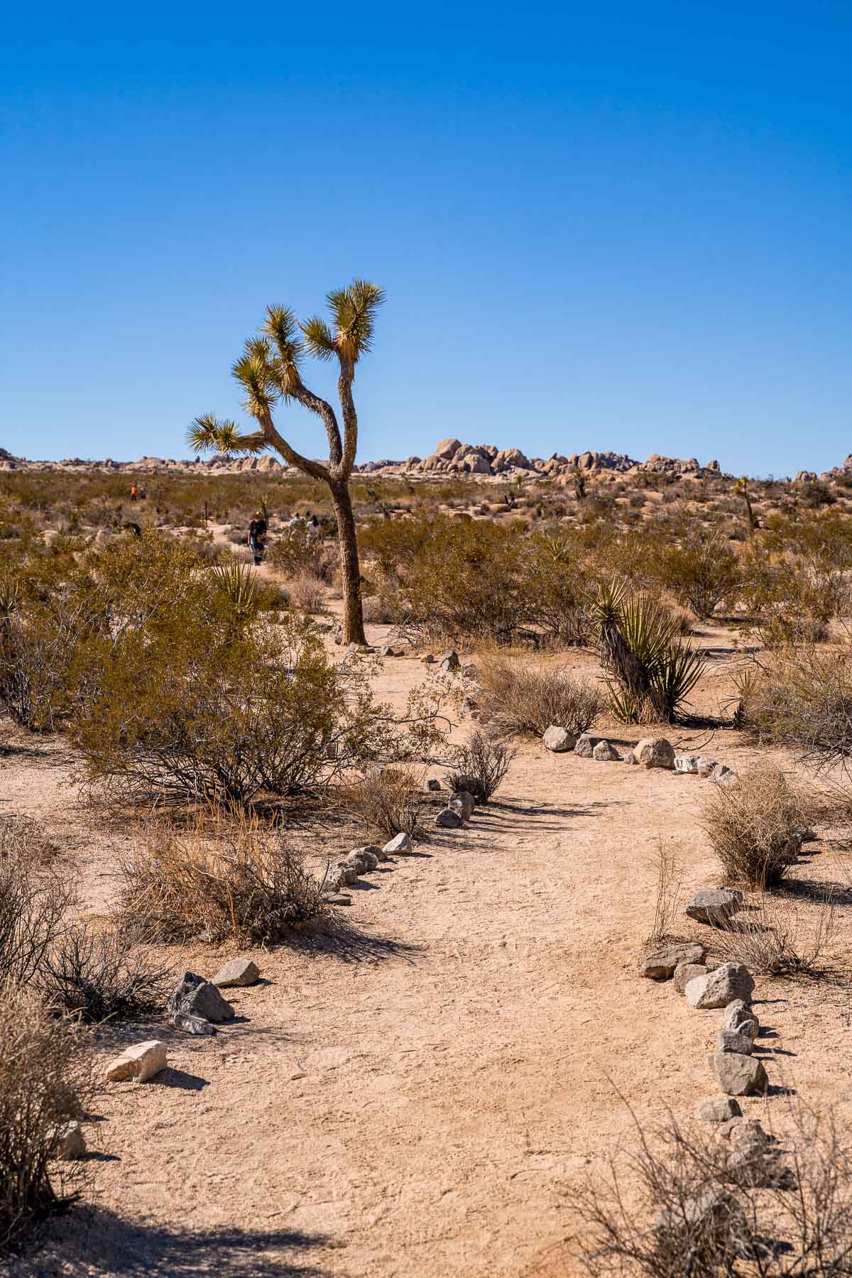 Arch Rock Trail in Joshua Tree National Park