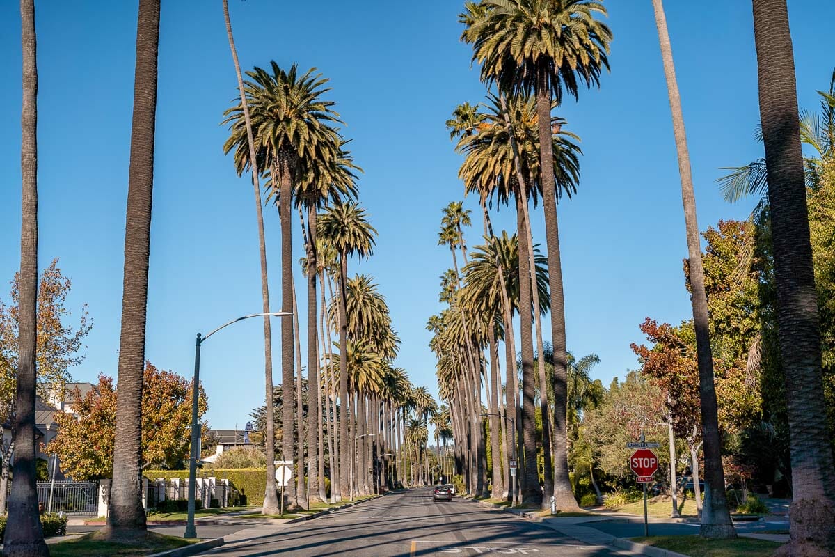 Palm tree lined street in Beverly Hills