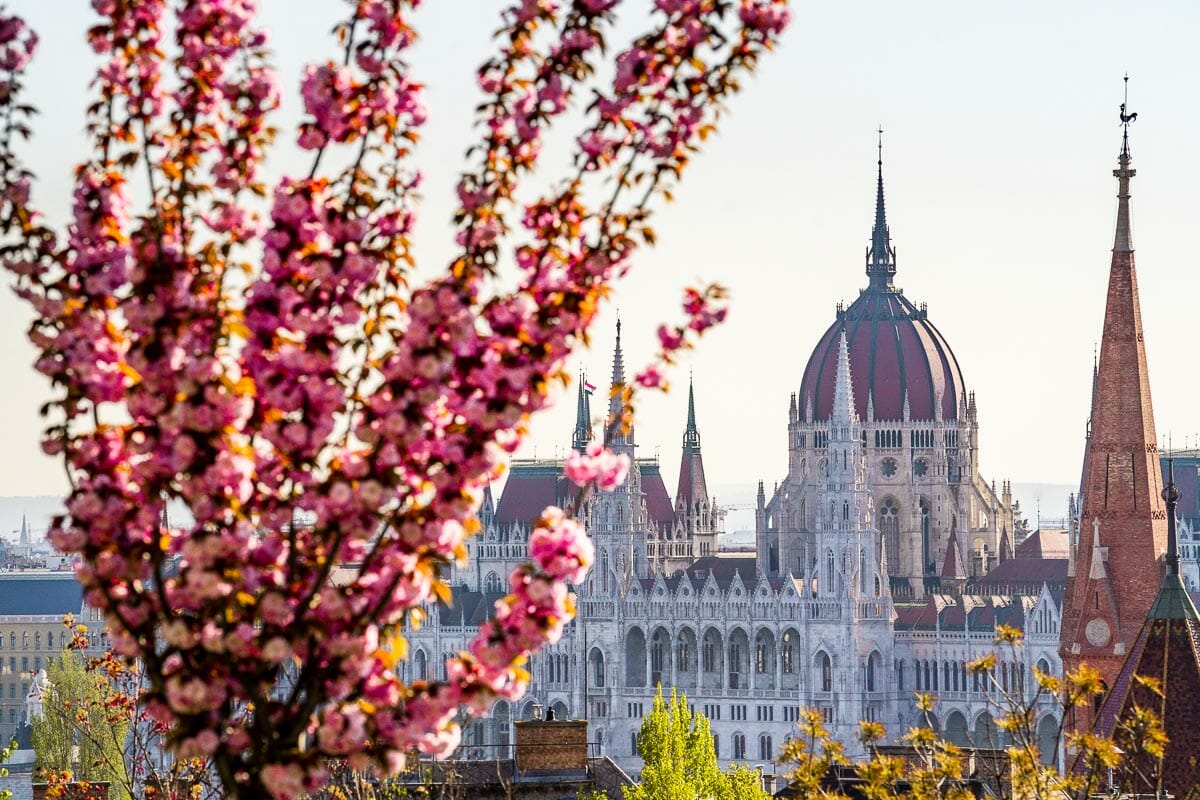 Hungarian Parliament at Spring with Cherry Blossoms
