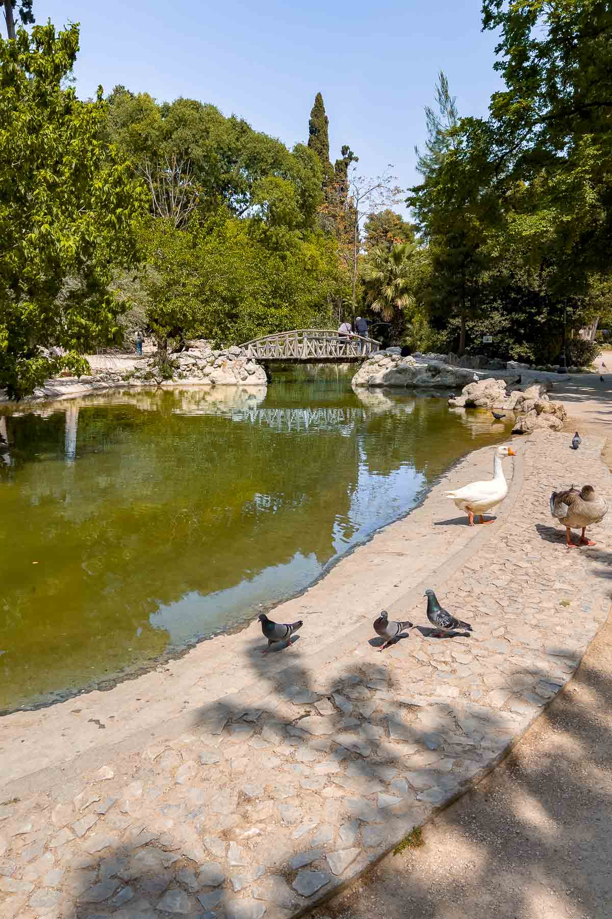 Lake in the National Garden, Athens