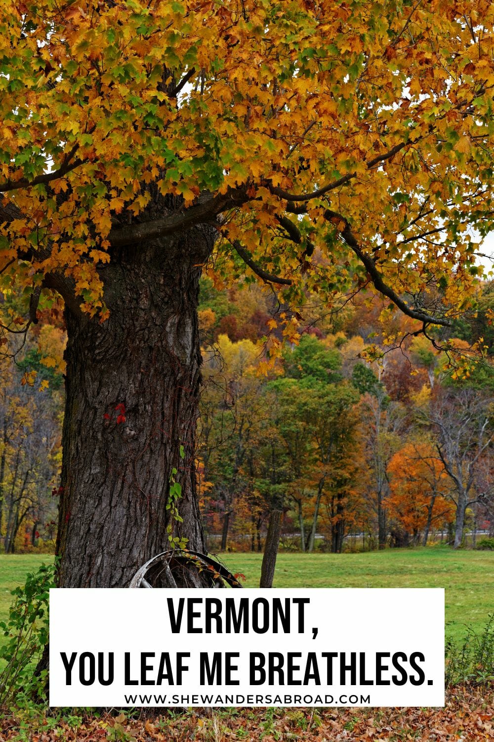 Hilarious Vermont Puns