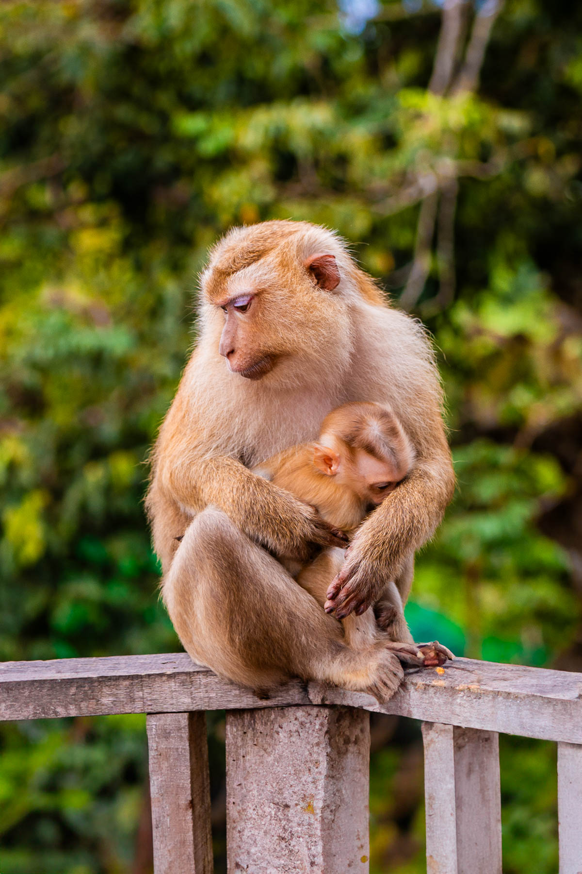 Monkeys at the Big Buddha in Phuket, Thailand