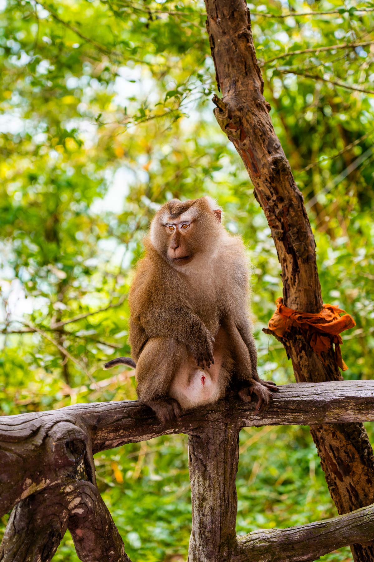 Monkey at the Big Buddha in Phuket, Thailand
