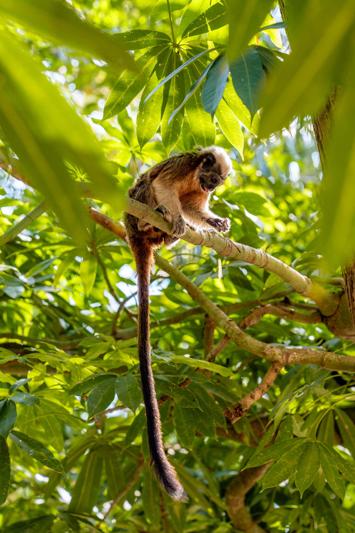 Monkey in Centenario Park, Cartagena