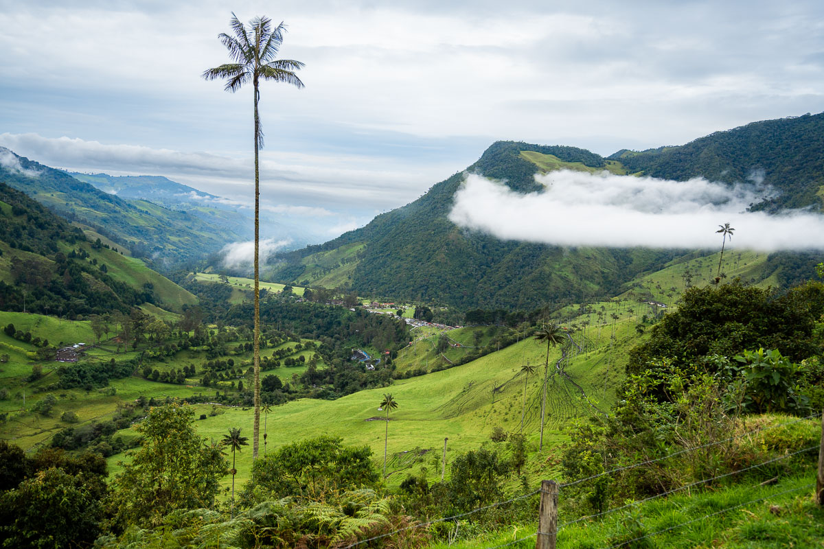 Lush green landscape with huge wax palm trees in Cocora Valley, Salento