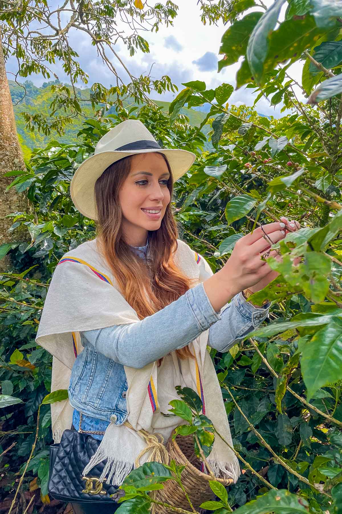 Girl picking coffee beans at Finca Buenos Aires, Salento