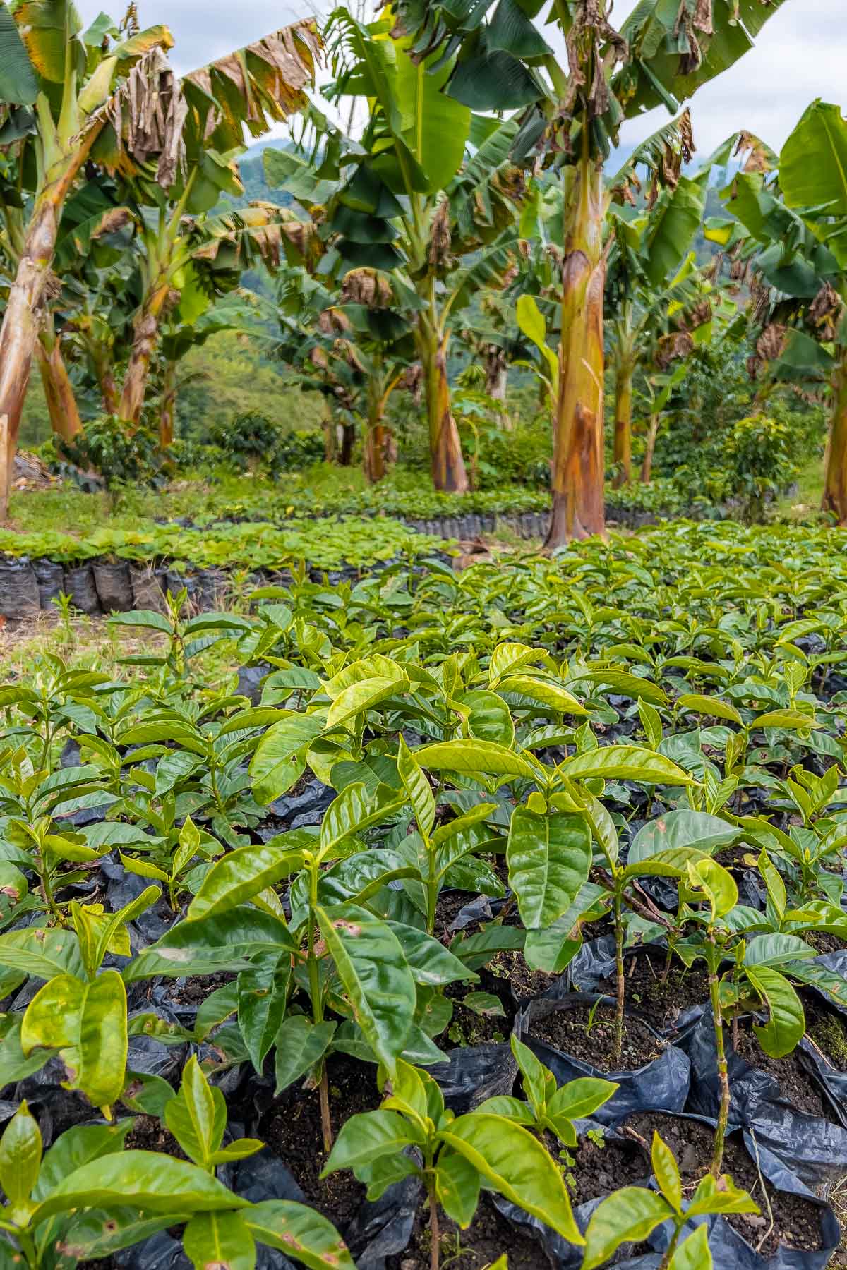 Coffee plantation at Finca Buenos Aires, Salento