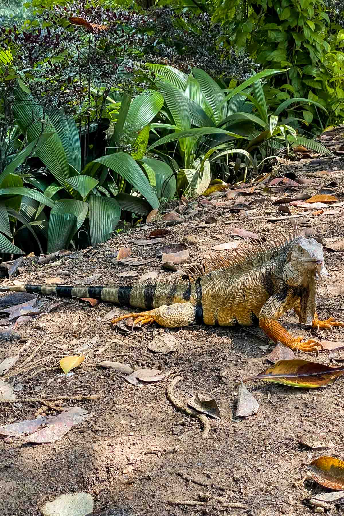 Iguana in Jardin Botanico de Medellin
