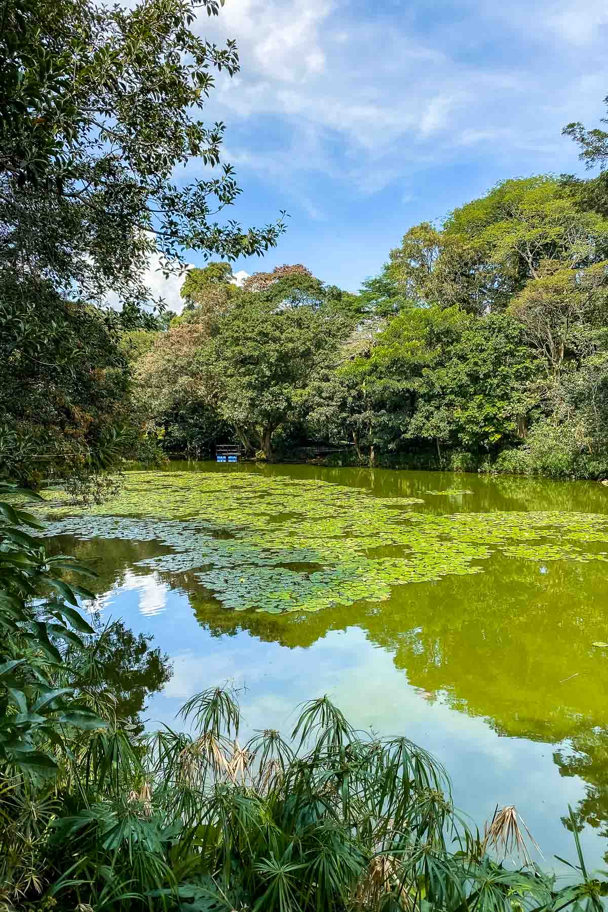 Lake in Jardin Botanico de Medellin