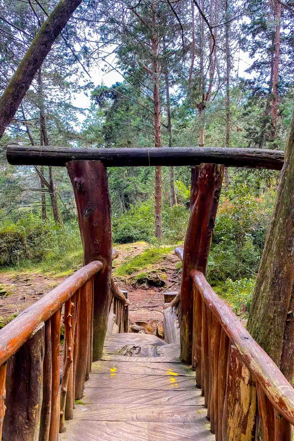 Wooden walkway in Parque Arvi, Medellin