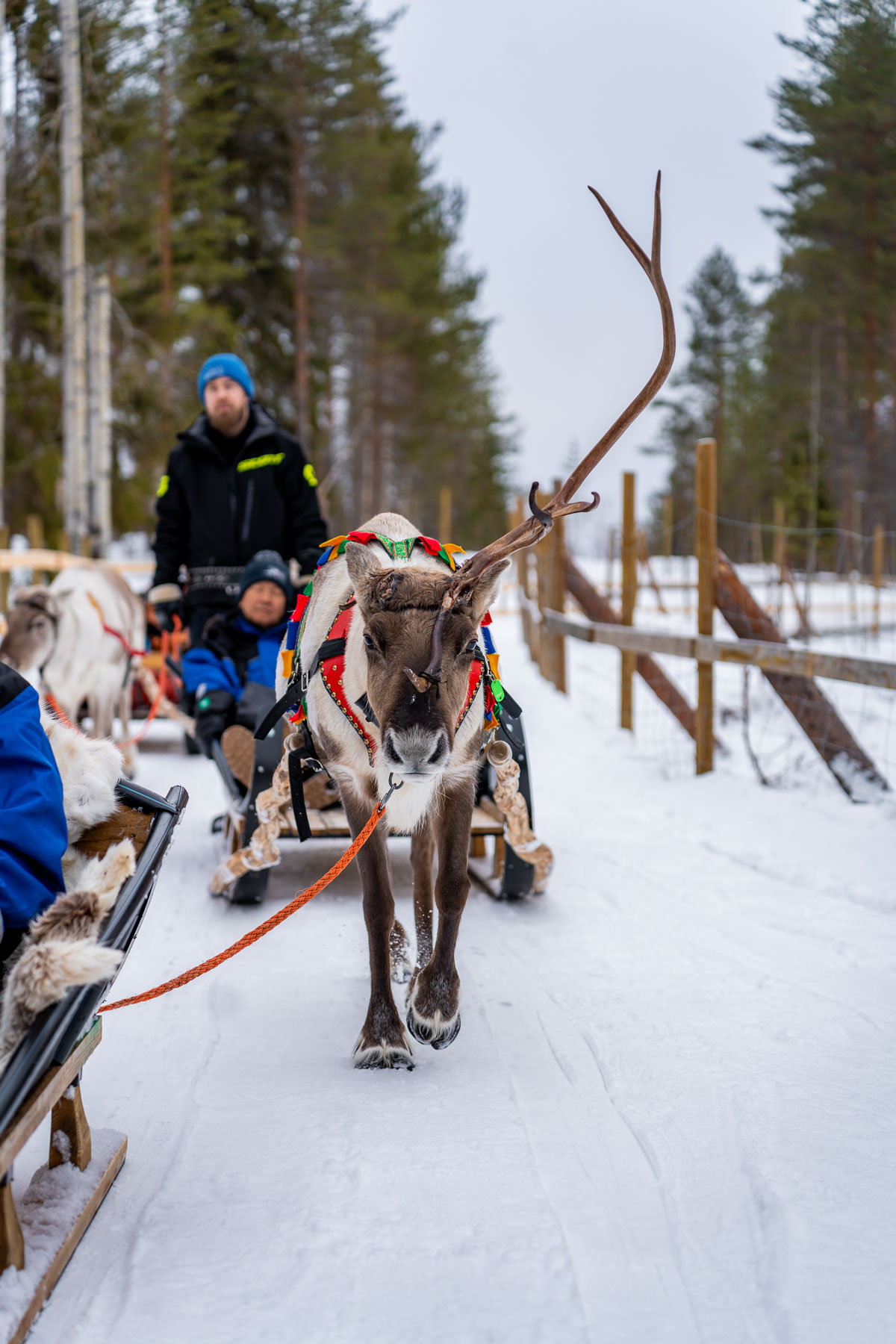 Reindeer sleigh ride at Apukka Resort