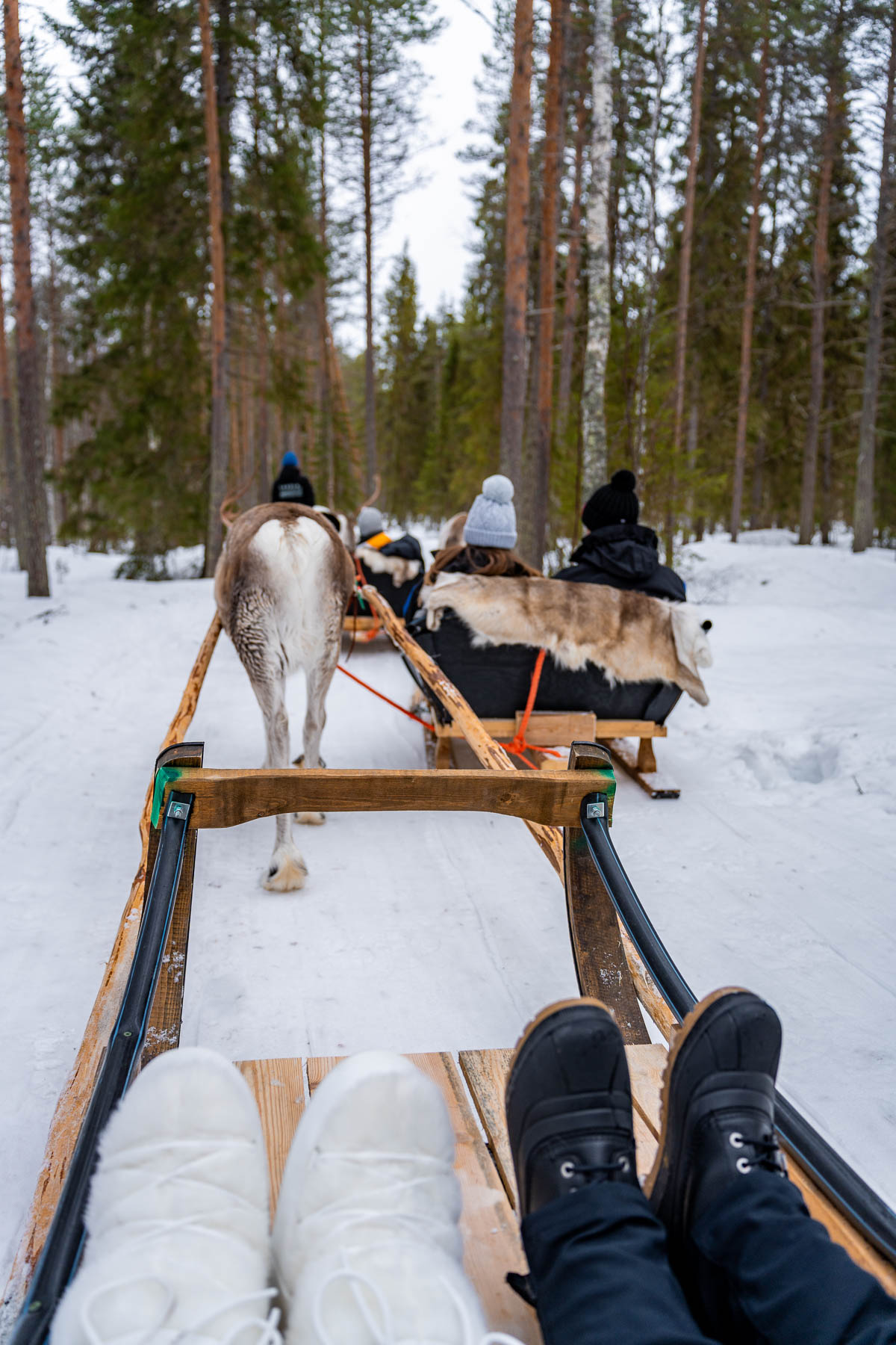 Reindeer sleigh ride at Apukka Resort