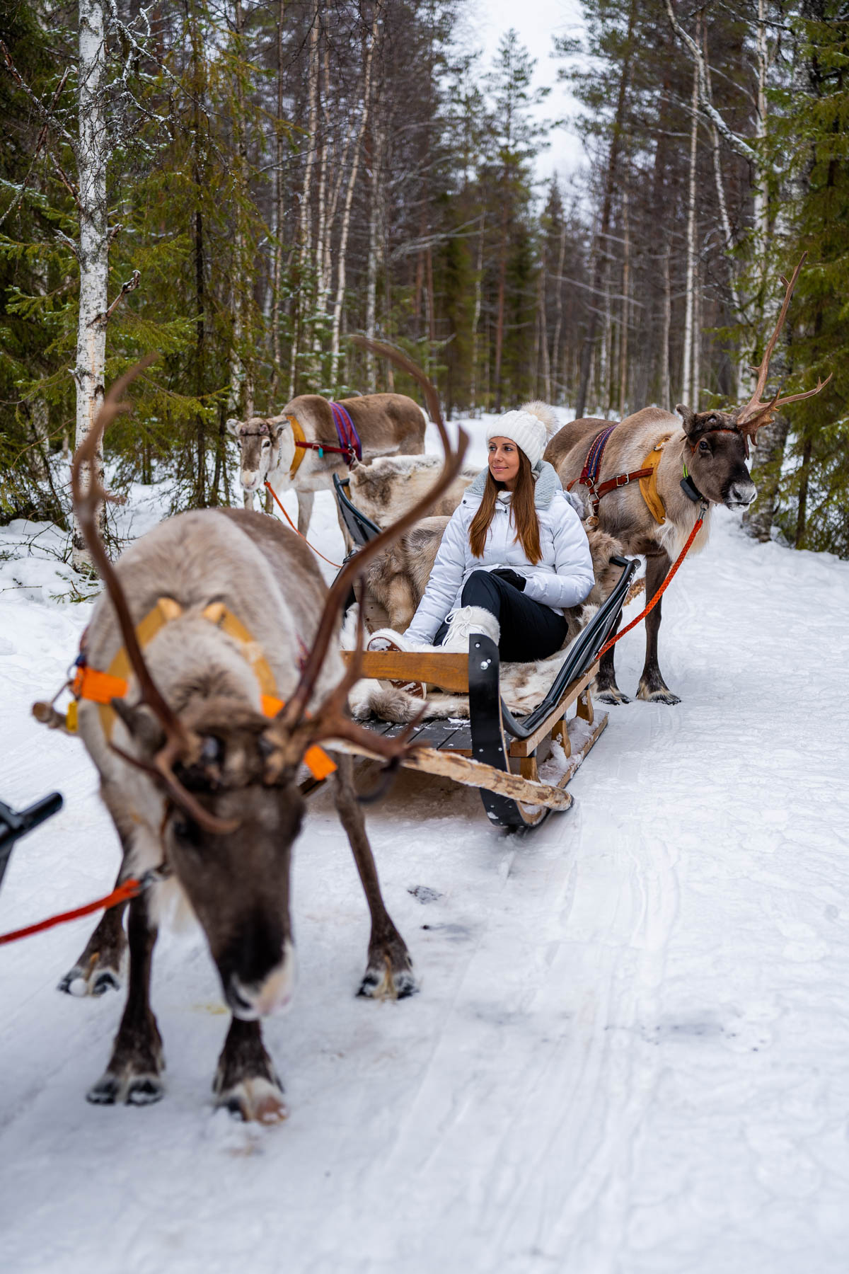 Girl sitting in a sleigh pulled by a reindeer at Apukka Resort