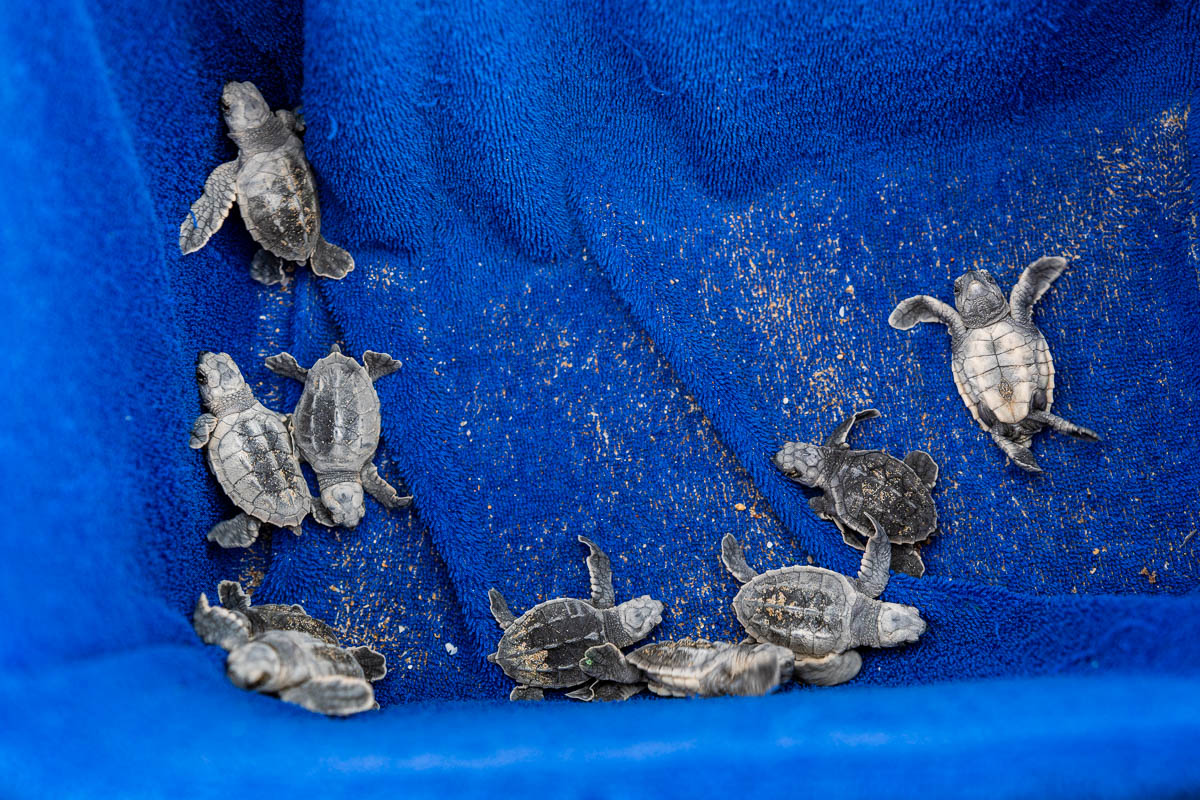 Baby turtles after hatching at Shangri-La Barr Al Jissah