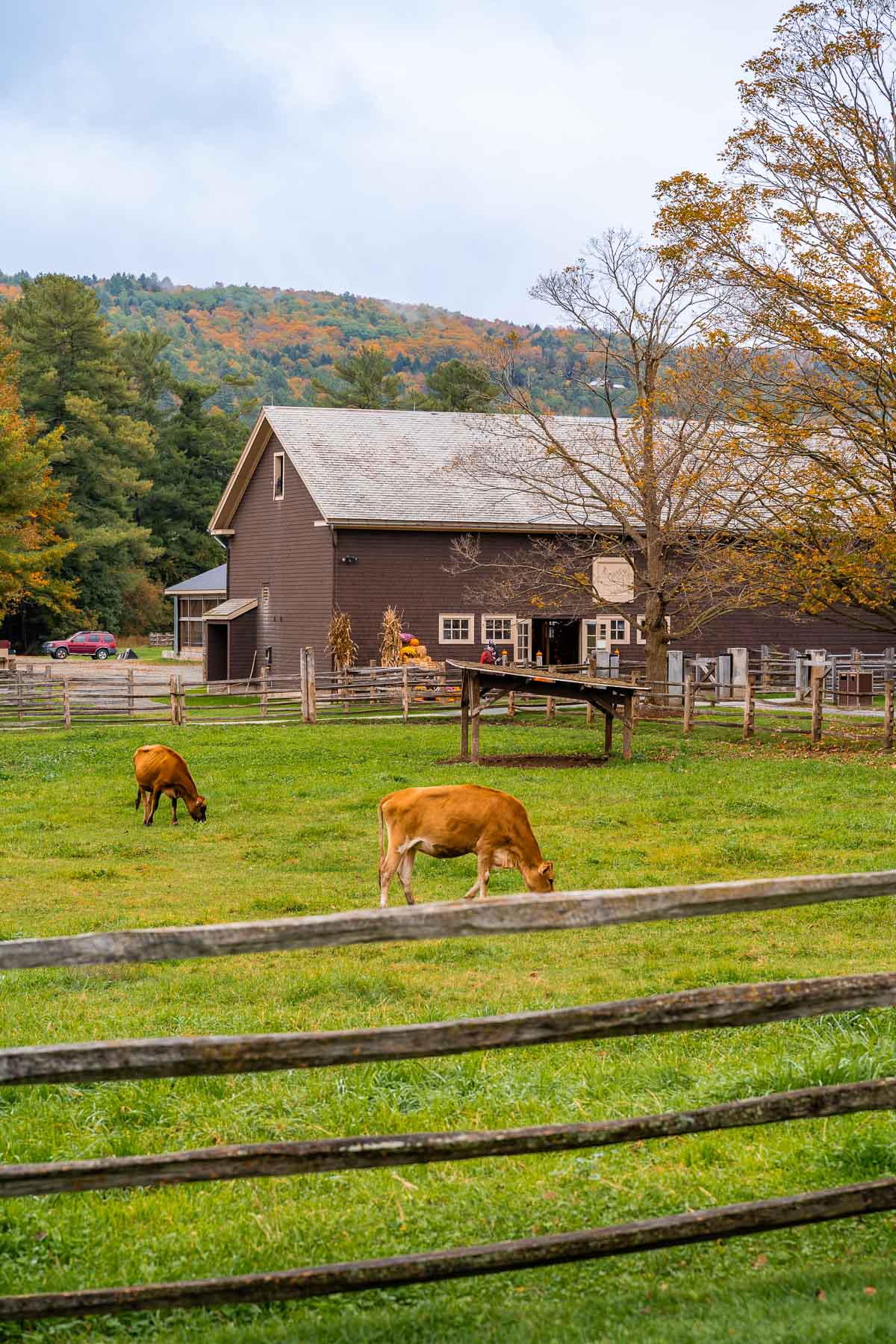 Cows at Billings Farm and Museum in Woodstock VT