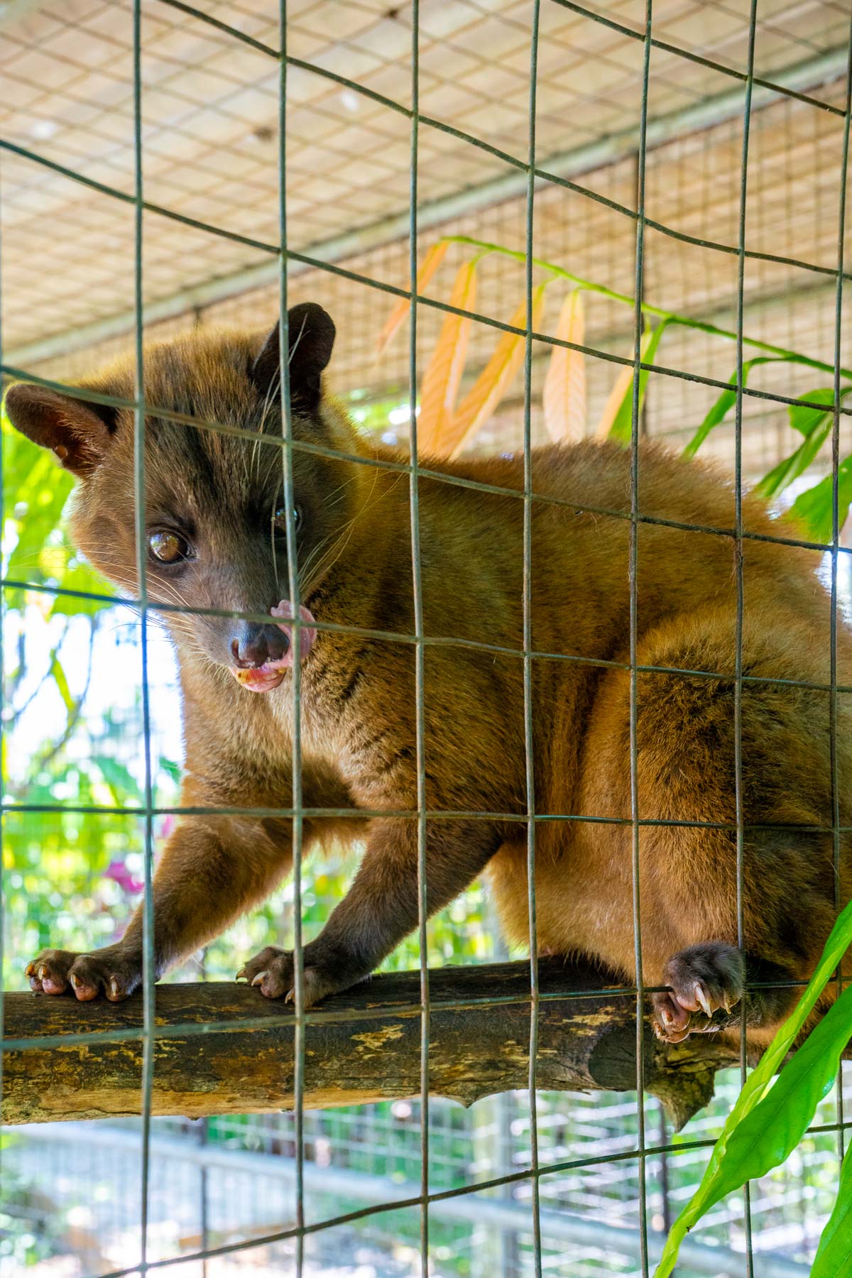 Civet cat at Bali Pulina
