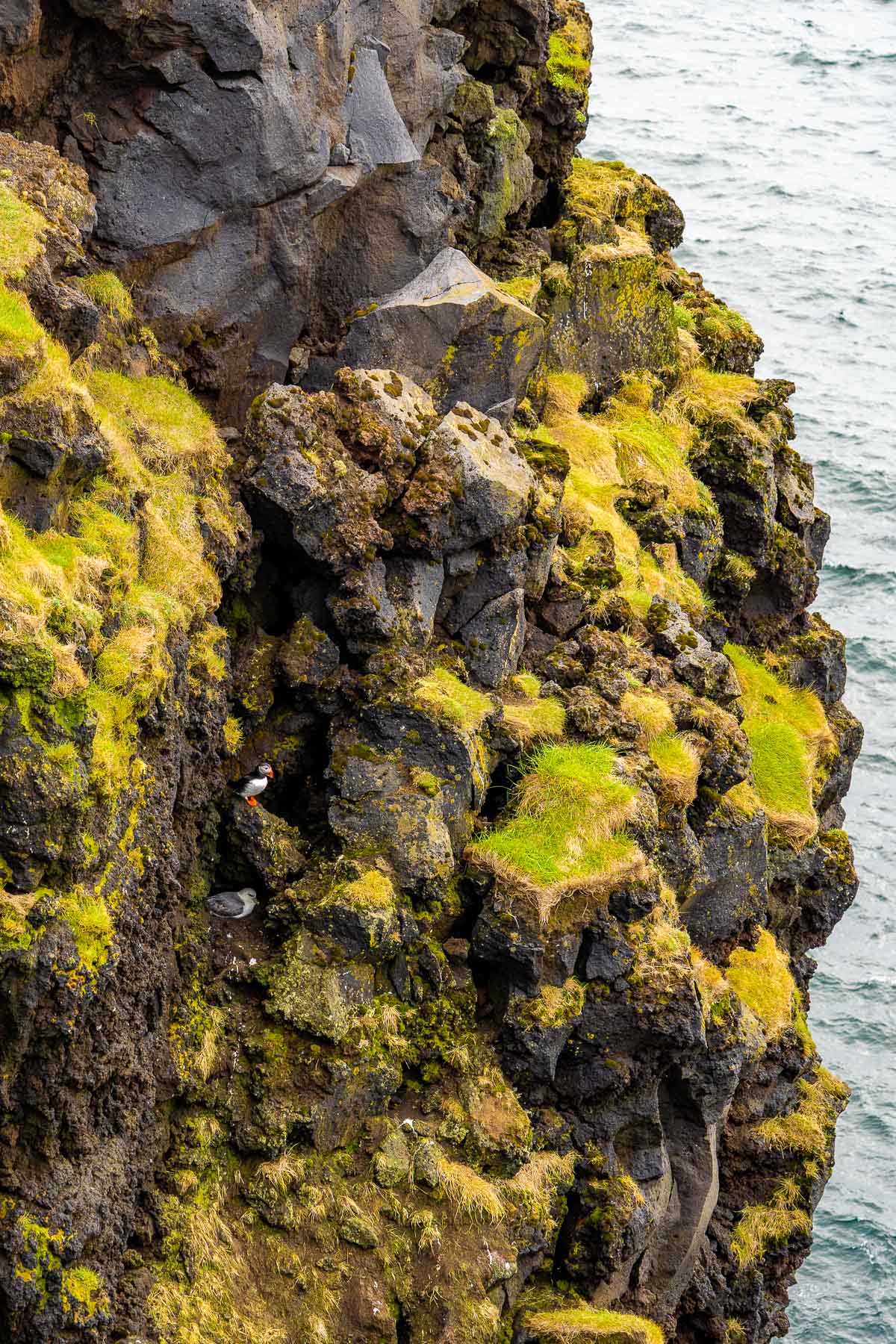 Two puffins perch in a narrow crevice on the steep cliffs at Puffins of Westman Isles, Iceland with the ocean visible below.
