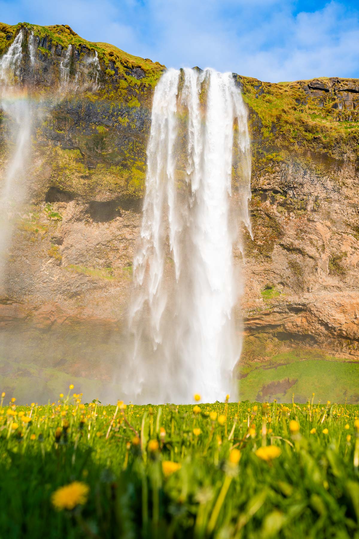 Seljalandsfoss, Iceland drops in a tall curtain of water in front of a green cliff with yellow wildflowers in the foreground and a faint rainbow in the mist.