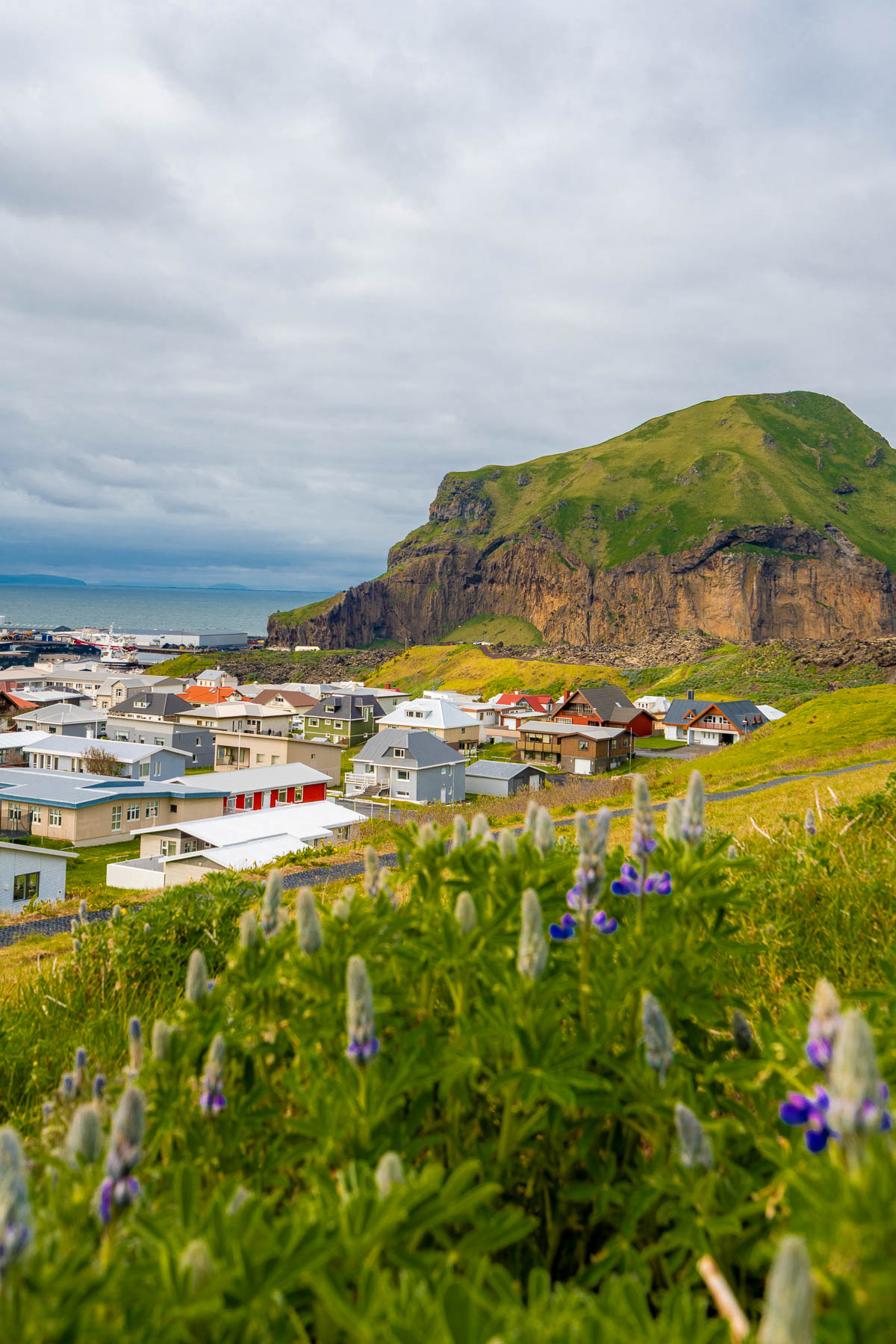 Colorful houses sit below a steep green cliff in Vestmannaeyjabær on Heimaey, with the harbor and ocean in the background and purple lupine flowers in the foreground.
