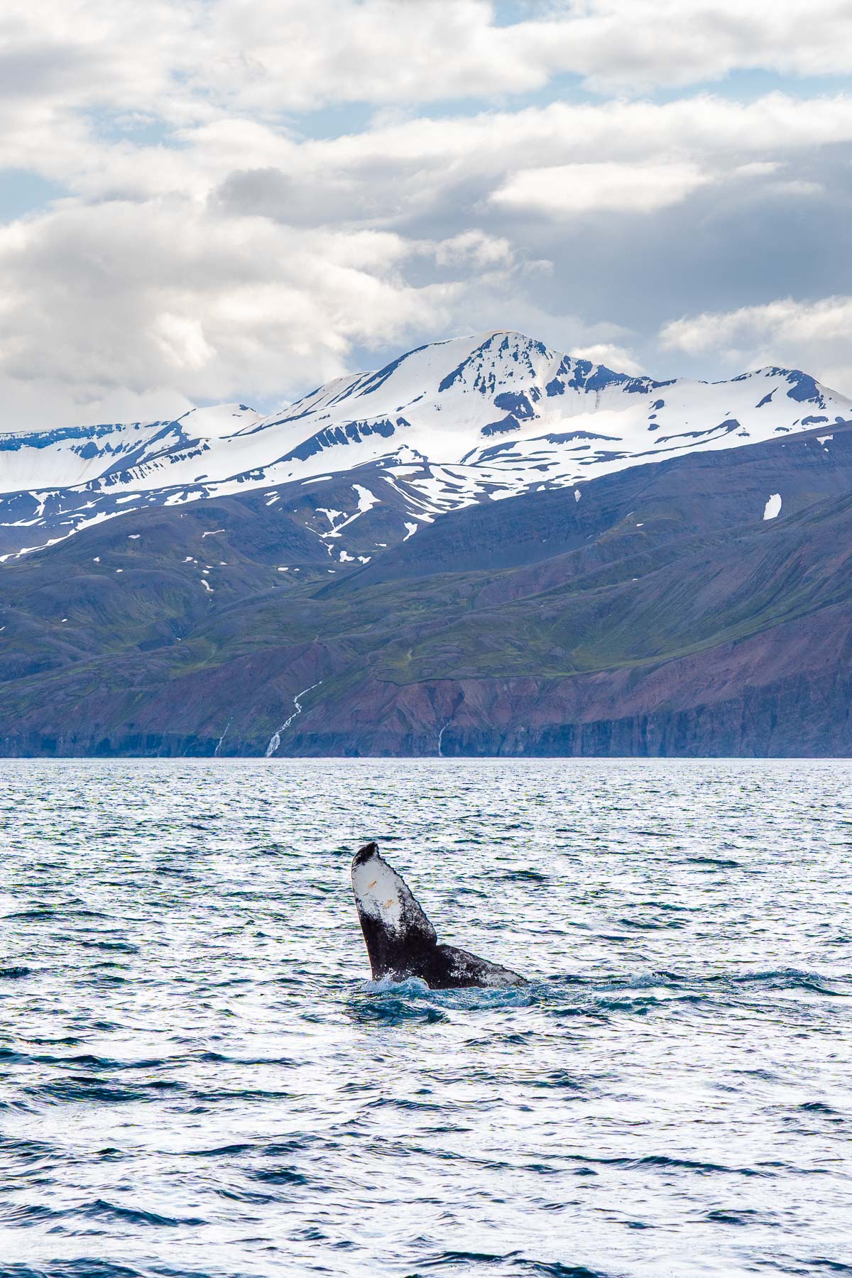 A whale’s tail rises out of the water during whale watching in Husavik, Iceland, with snow-capped mountains and a cloudy sky in the background.
