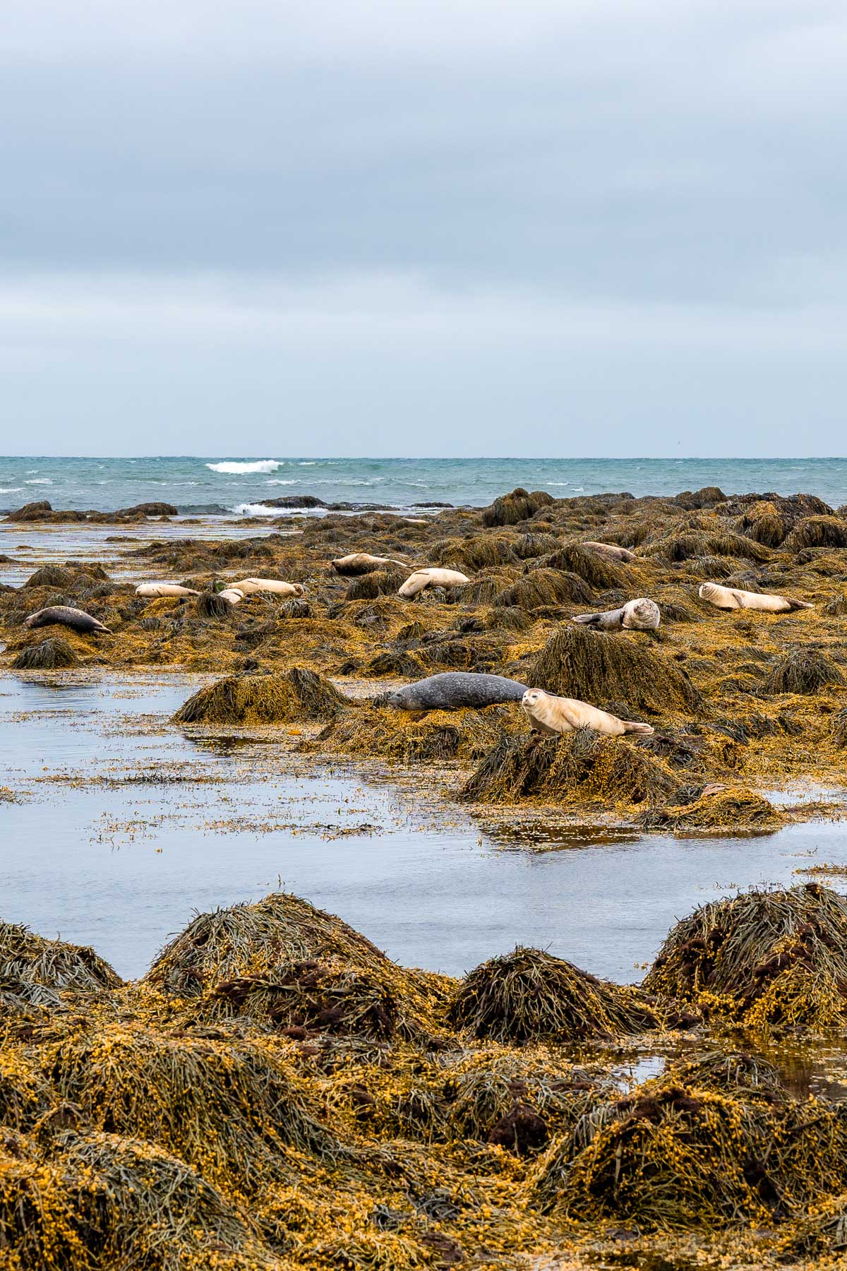Several seals rest on seaweed-covered rocks at Ytri Tunga Beach, Iceland, with the ocean and small waves behind them.