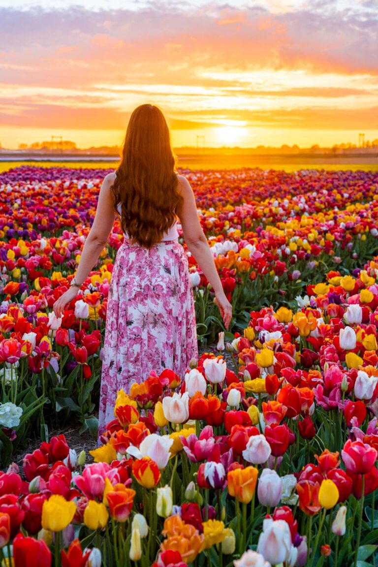 Best Tulip Fields in the Netherlands & Tips for Visiting
